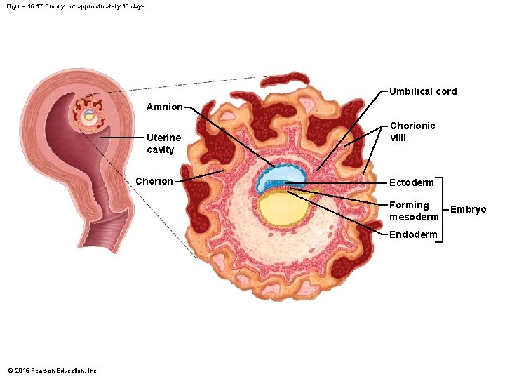 Figure 16. 17 Embryo of approximately 18 days. Umbilical cord Amnion Uterine cavity Chorionic