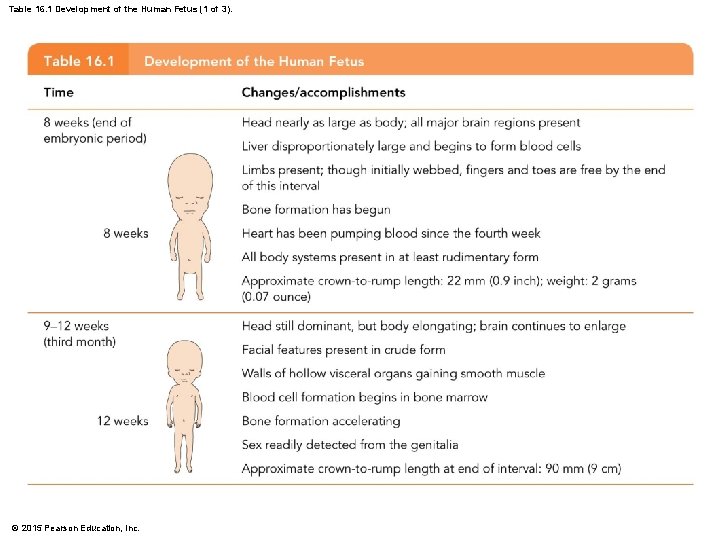 Table 16. 1 Development of the Human Fetus (1 of 3). © 2015 Pearson