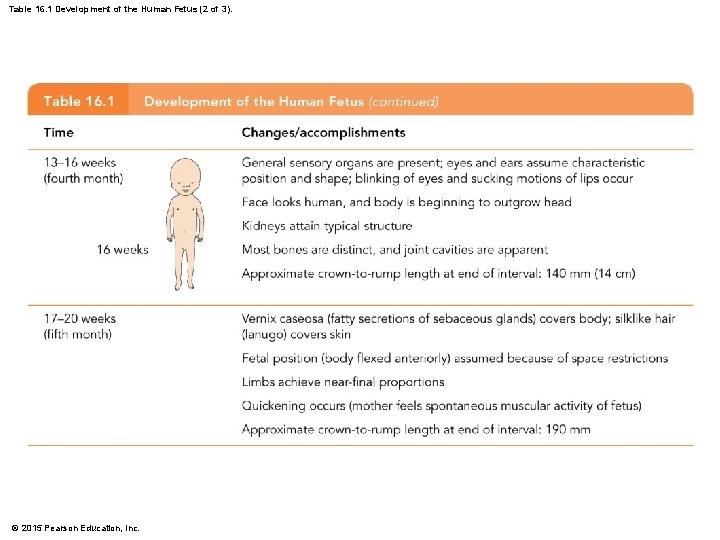 Table 16. 1 Development of the Human Fetus (2 of 3). © 2015 Pearson
