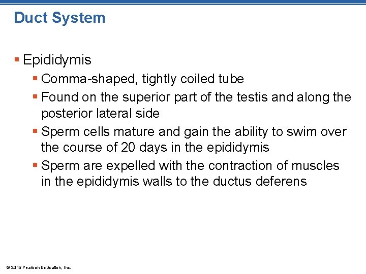 Duct System § Epididymis § Comma-shaped, tightly coiled tube § Found on the superior