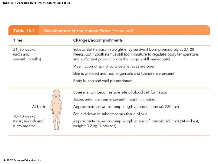 Table 16. 1 Development of the Human Fetus (3 of 3). © 2015 Pearson