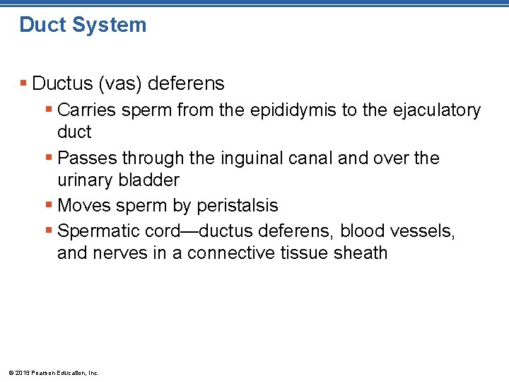 Duct System § Ductus (vas) deferens § Carries sperm from the epididymis to the