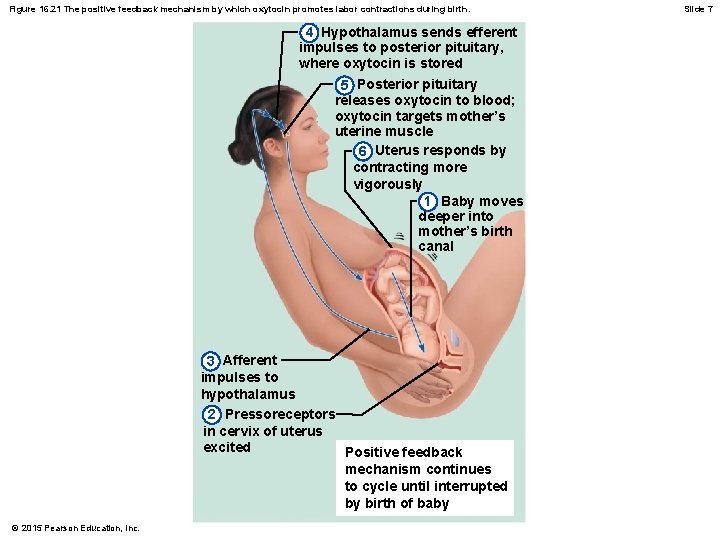 Figure 16. 21 The positive feedback mechanism by which oxytocin promotes labor contractions during