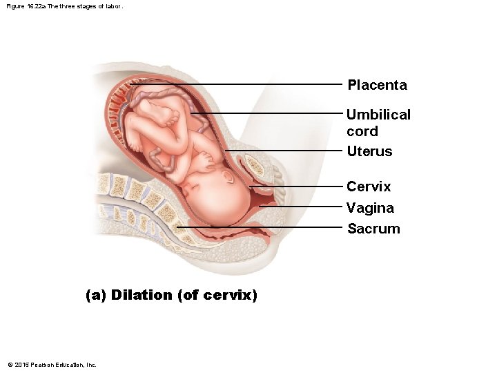 Figure 16. 22 a The three stages of labor. Placenta Umbilical cord Uterus Cervix