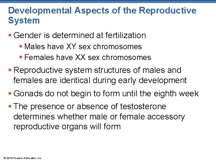 Developmental Aspects of the Reproductive System § Gender is determined at fertilization § Males