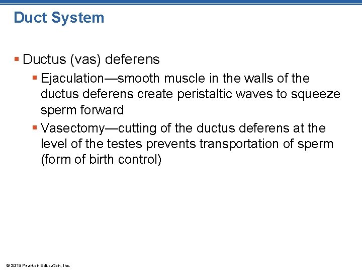 Duct System § Ductus (vas) deferens § Ejaculation—smooth muscle in the walls of the