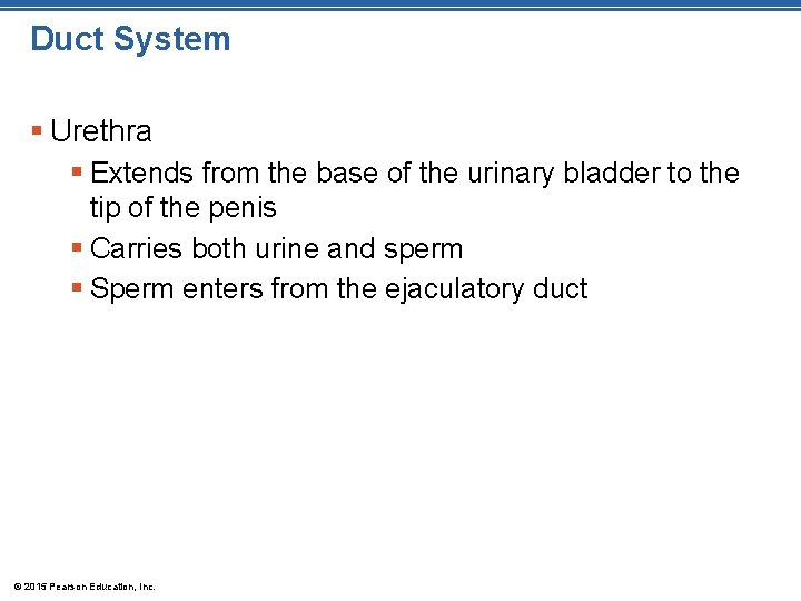 Duct System § Urethra § Extends from the base of the urinary bladder to