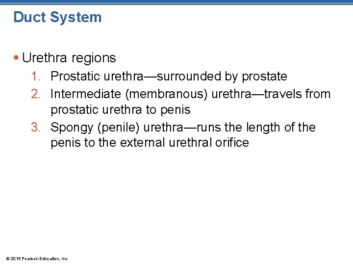 Duct System § Urethra regions 1. Prostatic urethra—surrounded by prostate 2. Intermediate (membranous) urethra—travels