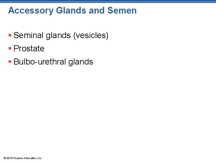 Accessory Glands and Semen § Seminal glands (vesicles) § Prostate § Bulbo-urethral glands ©