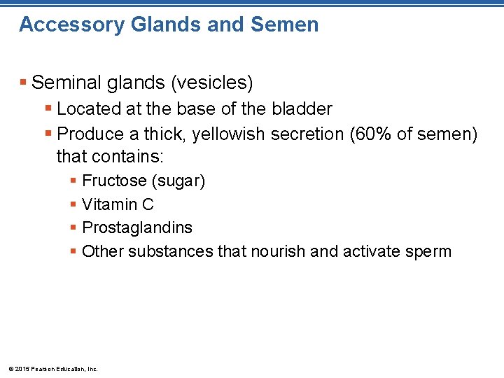 Accessory Glands and Semen § Seminal glands (vesicles) § Located at the base of