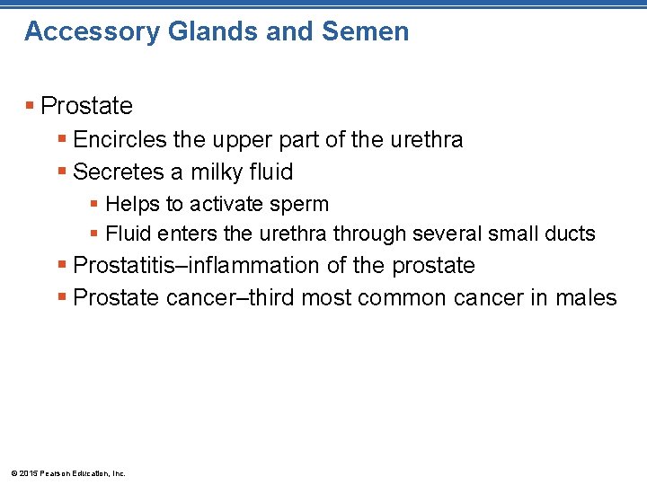 Accessory Glands and Semen § Prostate § Encircles the upper part of the urethra