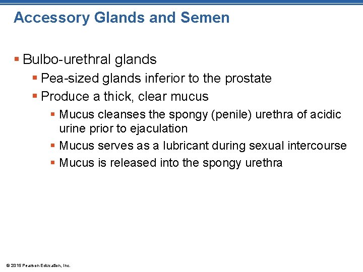 Accessory Glands and Semen § Bulbo-urethral glands § Pea-sized glands inferior to the prostate