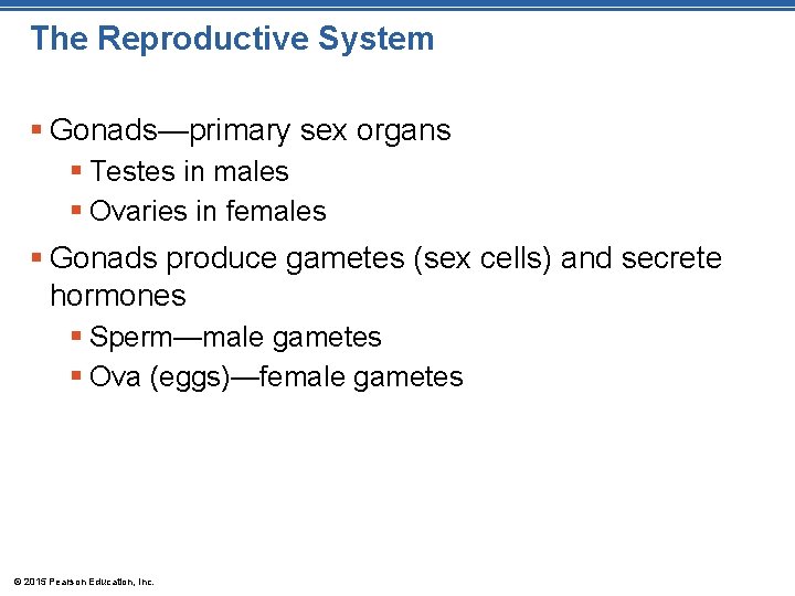 The Reproductive System § Gonads—primary sex organs § Testes in males § Ovaries in