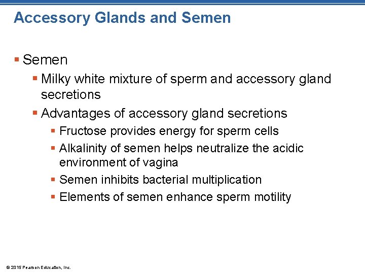 Accessory Glands and Semen § Milky white mixture of sperm and accessory gland secretions