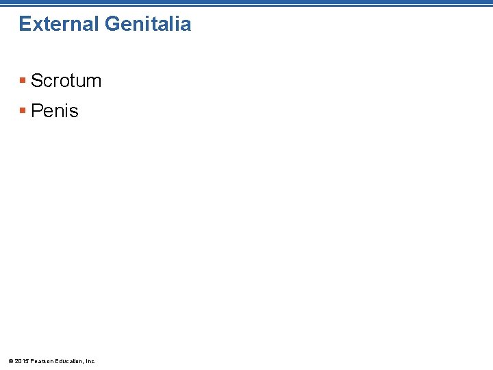 External Genitalia § Scrotum § Penis © 2015 Pearson Education, Inc. 