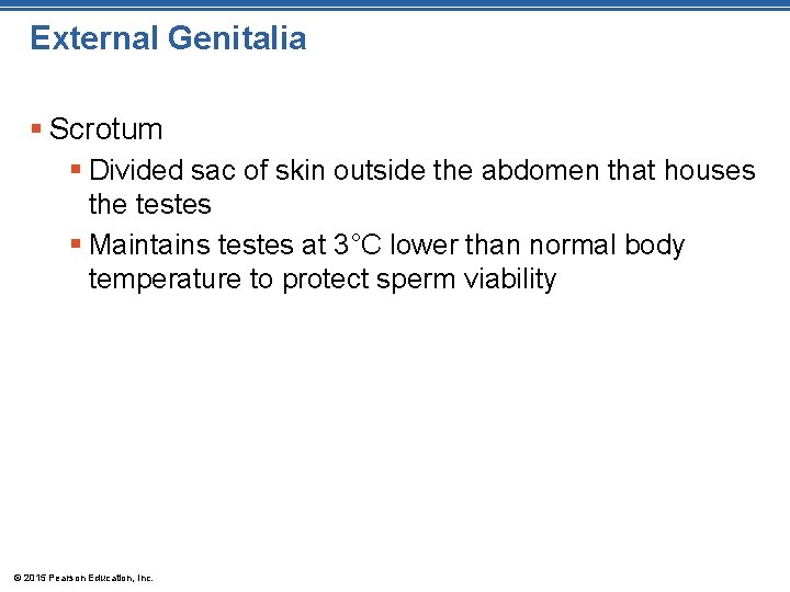 External Genitalia § Scrotum § Divided sac of skin outside the abdomen that houses
