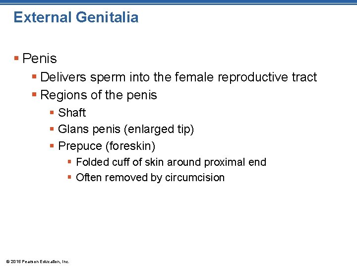 External Genitalia § Penis § Delivers sperm into the female reproductive tract § Regions