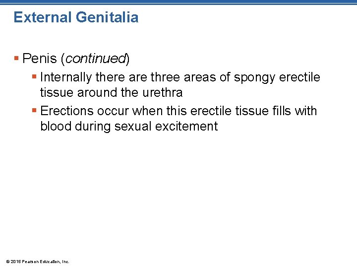 External Genitalia § Penis (continued) § Internally there are three areas of spongy erectile