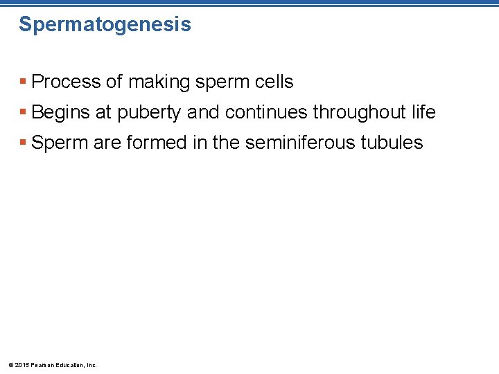 Spermatogenesis § Process of making sperm cells § Begins at puberty and continues throughout