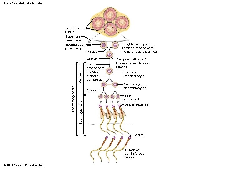 Figure 16. 3 Spermatogenesis. Seminiferous tubule Basement membrane Spermatogonium (stem cell) Mitosis 2 n