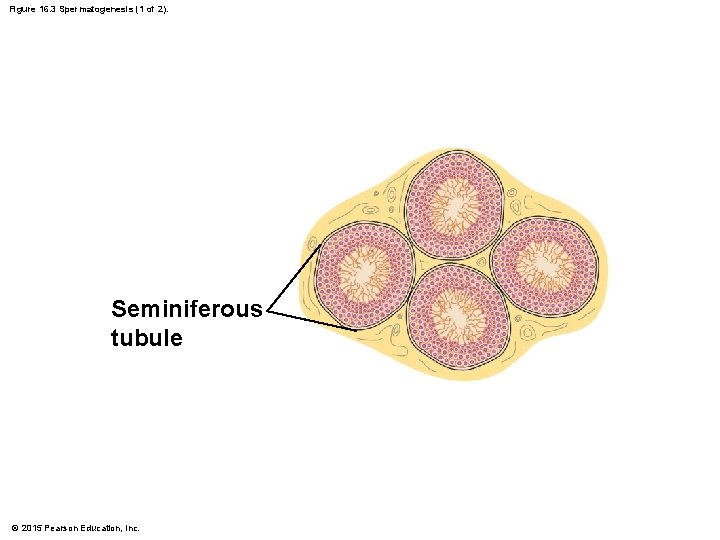 Figure 16. 3 Spermatogenesis (1 of 2). Seminiferous tubule © 2015 Pearson Education, Inc.