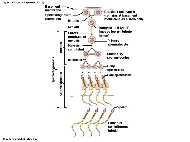 Figure 16. 3 Spermatogenesis (2 of 2). Basement membrane Spermatogonium (stem cell) Mitosis 2