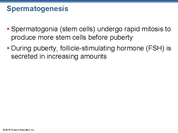 Spermatogenesis § Spermatogonia (stem cells) undergo rapid mitosis to produce more stem cells before