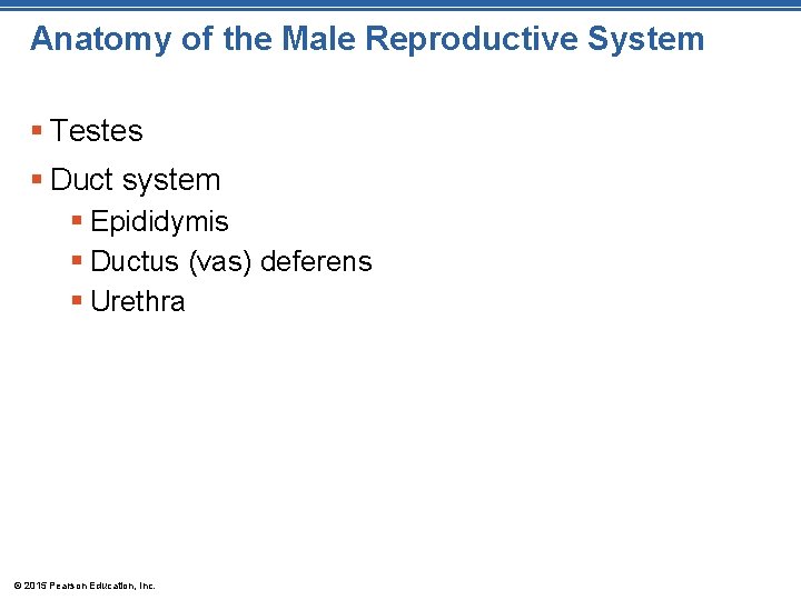 Anatomy of the Male Reproductive System § Testes § Duct system § Epididymis §