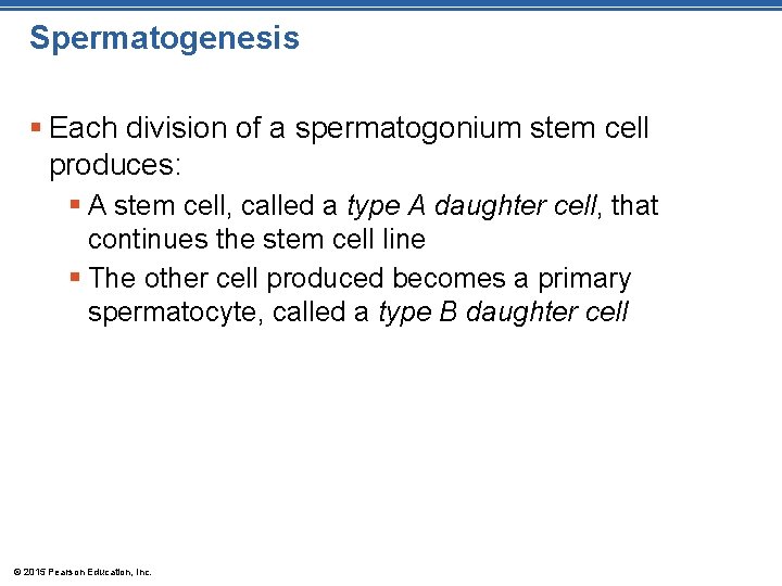 Spermatogenesis § Each division of a spermatogonium stem cell produces: § A stem cell,