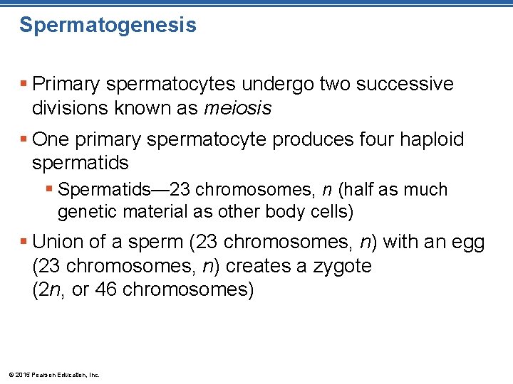 Spermatogenesis § Primary spermatocytes undergo two successive divisions known as meiosis § One primary
