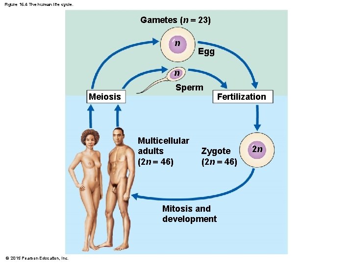 Figure 16. 4 The human life cycle. Gametes (n = 23) n Egg n