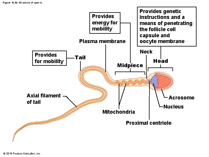 Figure 16. 5 b Structure of sperm. Provides genetic instructions and a means of