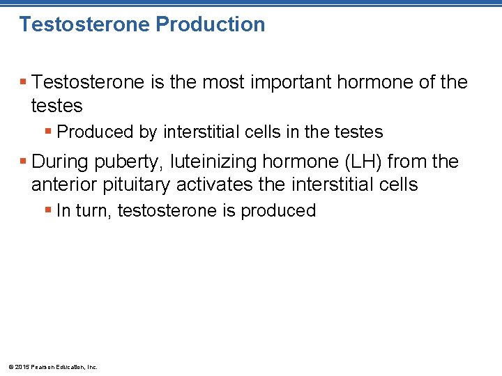 Testosterone Production § Testosterone is the most important hormone of the testes § Produced