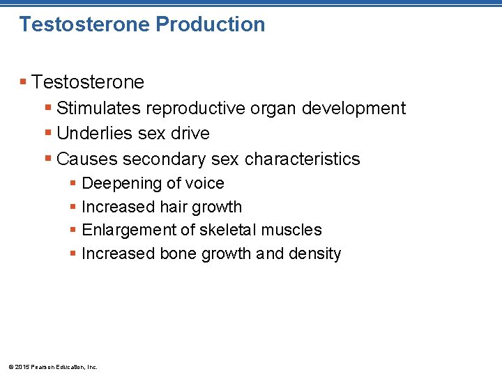 Testosterone Production § Testosterone § Stimulates reproductive organ development § Underlies sex drive §