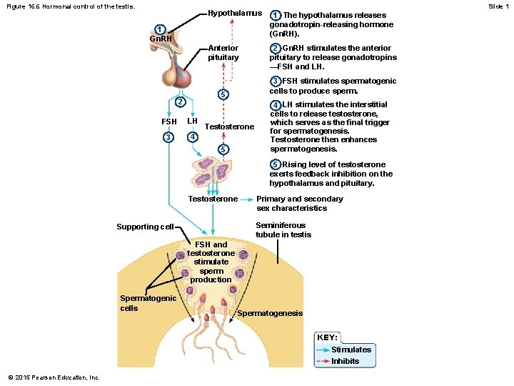 Figure 16. 6 Hormonal control of the testis. 1 The hypothalamus releases gonadotropin-releasing hormone