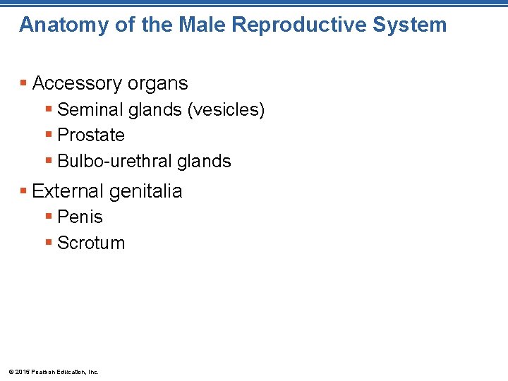 Anatomy of the Male Reproductive System § Accessory organs § Seminal glands (vesicles) §