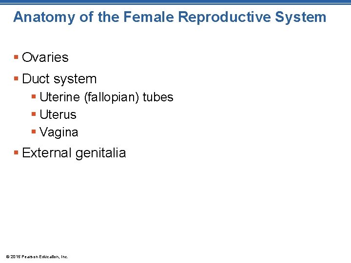 Anatomy of the Female Reproductive System § Ovaries § Duct system § Uterine (fallopian)