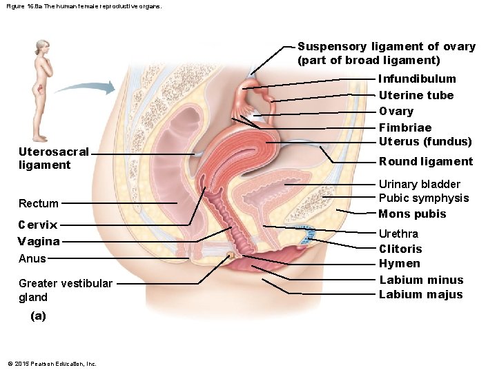 Figure 16. 8 a The human female reproductive organs. Suspensory ligament of ovary (part