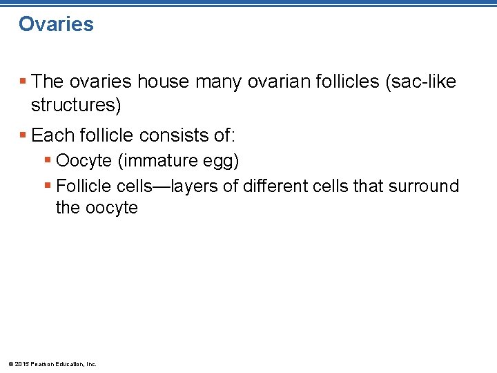Ovaries § The ovaries house many ovarian follicles (sac-like structures) § Each follicle consists