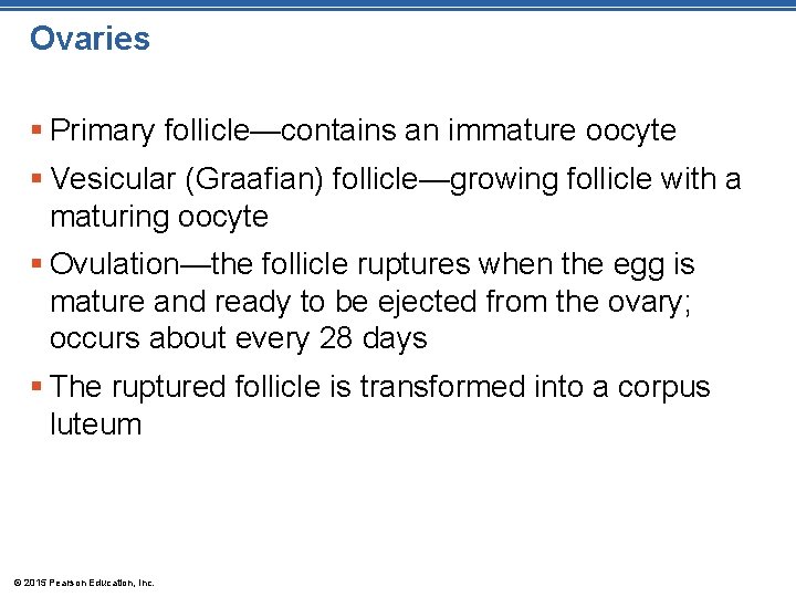 Ovaries § Primary follicle—contains an immature oocyte § Vesicular (Graafian) follicle—growing follicle with a