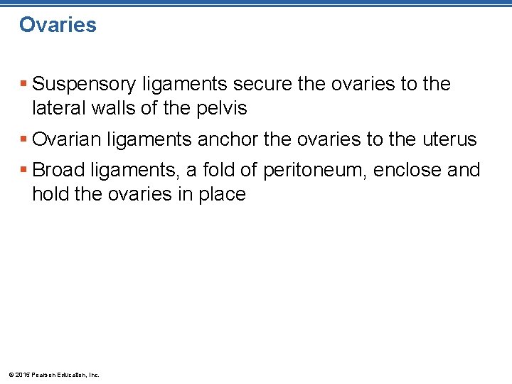 Ovaries § Suspensory ligaments secure the ovaries to the lateral walls of the pelvis