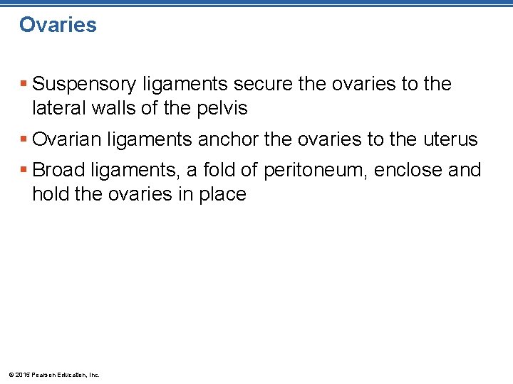 Ovaries § Suspensory ligaments secure the ovaries to the lateral walls of the pelvis