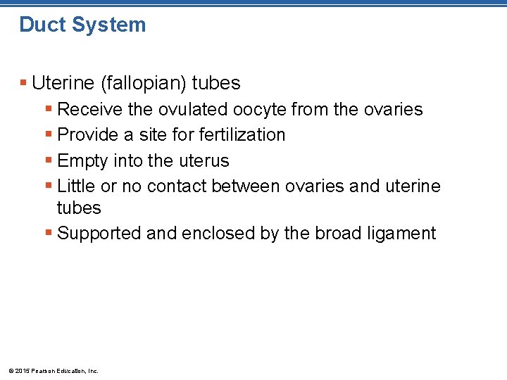 Duct System § Uterine (fallopian) tubes § Receive the ovulated oocyte from the ovaries