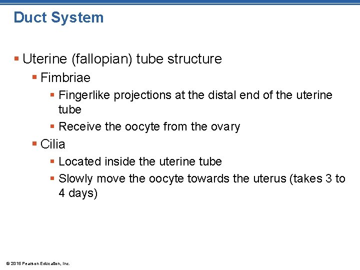 Duct System § Uterine (fallopian) tube structure § Fimbriae § Fingerlike projections at the