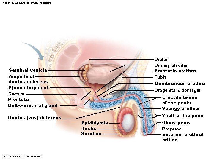 Figure 16. 2 a Male reproductive organs. Ureter Urinary bladder Prostatic urethra Pubis Membranous