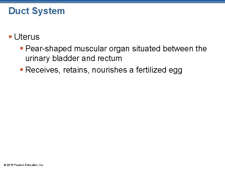 Duct System § Uterus § Pear-shaped muscular organ situated between the urinary bladder and