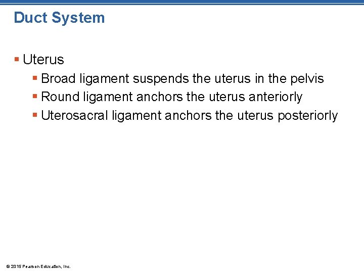 Duct System § Uterus § Broad ligament suspends the uterus in the pelvis §