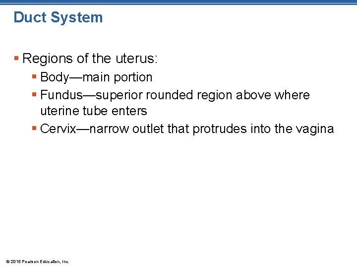 Duct System § Regions of the uterus: § Body—main portion § Fundus—superior rounded region