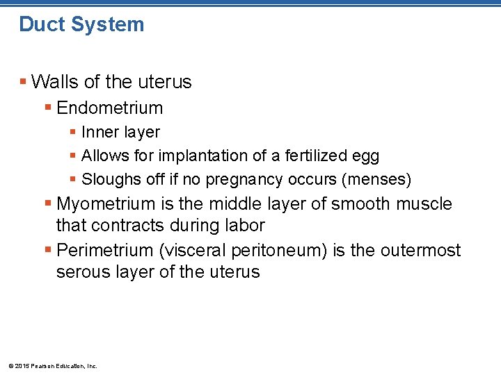 Duct System § Walls of the uterus § Endometrium § Inner layer § Allows