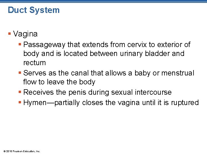 Duct System § Vagina § Passageway that extends from cervix to exterior of body